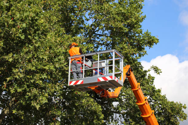 Professional Tree Services in Williston, SC